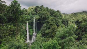 Estudo aponta desaceleração no crescimento de árvores nos EUA devido às mudanças climáticas