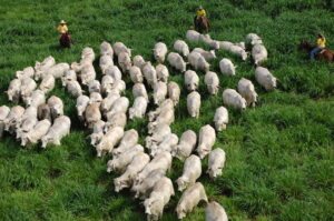 MS é primeiro do país em Integração Lavoura, Pecuária e Floresta