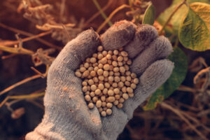 Soja de baixo carbono deve ganhar selo de qualidade da Embrapa