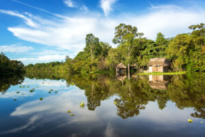 Reflorestamento produtivo na Amazônia