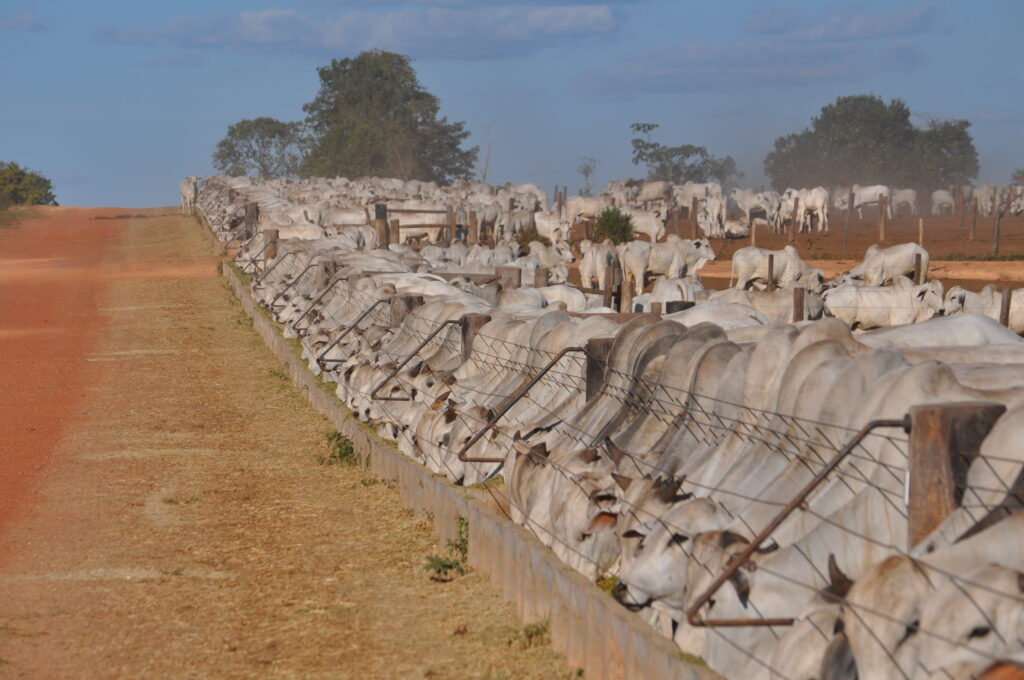 Rotação e irrigação: uma solução da agricultura para nutrição animal