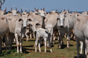 Fazenda reduz emissões de metano com produção de fêmeas precoces