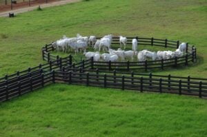 Uso eficiente da terra fortalece cadeia de valor da pecuária brasileira