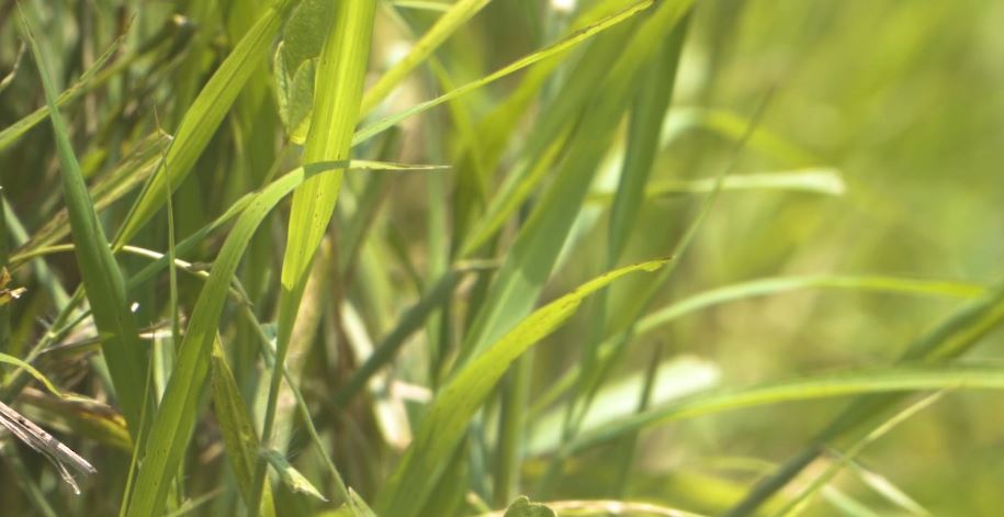 Capim Aruana é opção à Brachiaria em sistemas integrados de produção