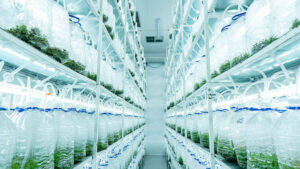 Women rules the world’s largest TIB seedling biofactory