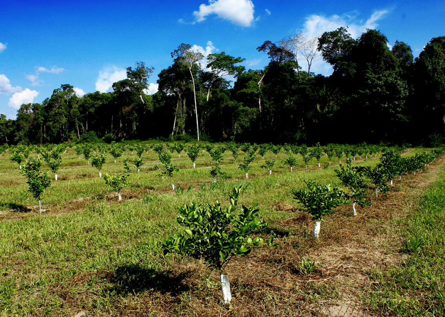 Project will map carbon stocks and wildlife in Brazilian citrus belt