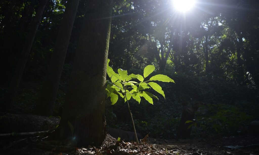 Rio terá bolsa de valores para compra de créditos de carbono