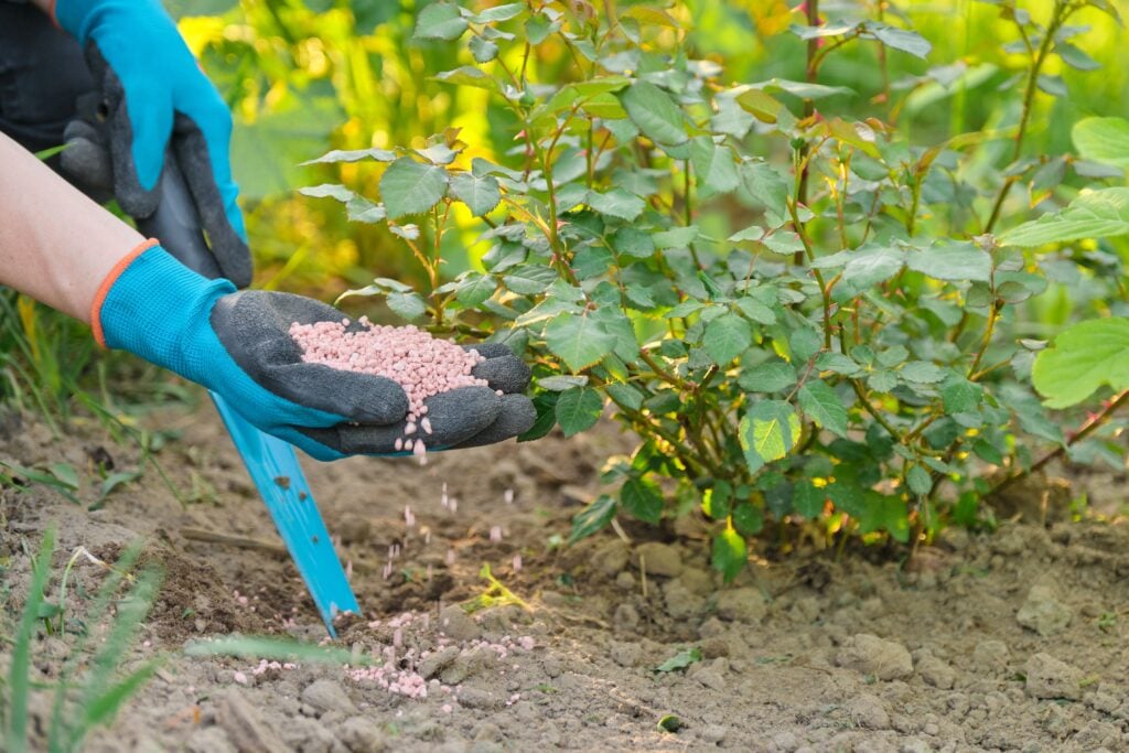 Bioinsumos podem ser alternativa a fertilizantes importados da Rússia