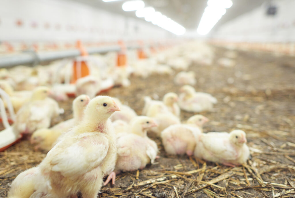 Incentivo e garantia à sustentabilidade no agro