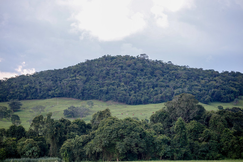 Mata Atlântica, Floresta Altitude, Unidades De Conservação