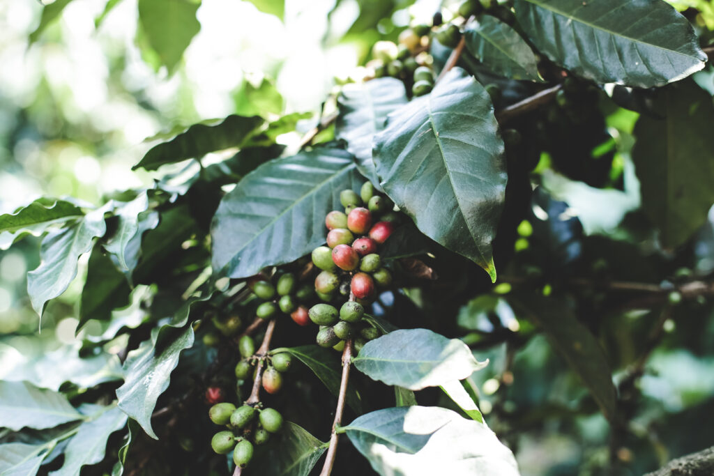 Saiba como fazer a produção regenerativa do café