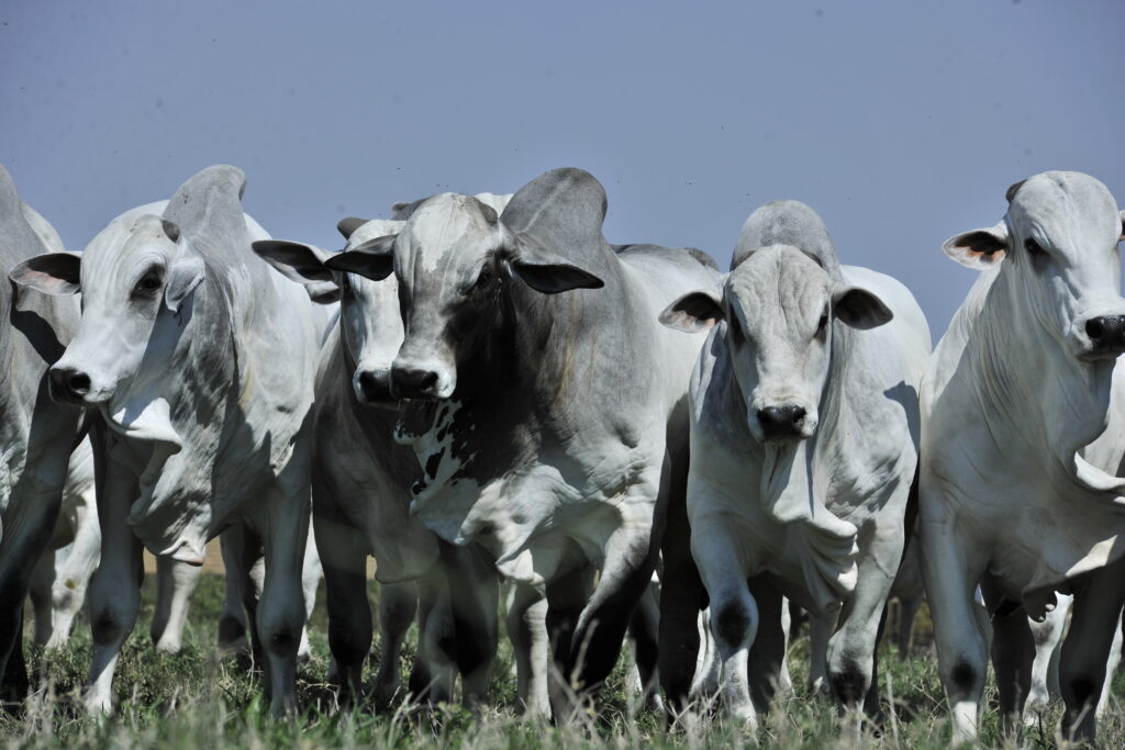 Pecuaristas do Pará aumentam taxa de lotação no período de seca com ILP