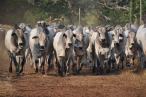 Aplicativo ajuda pecuaristas a garantir rastreabilidade do rebanho