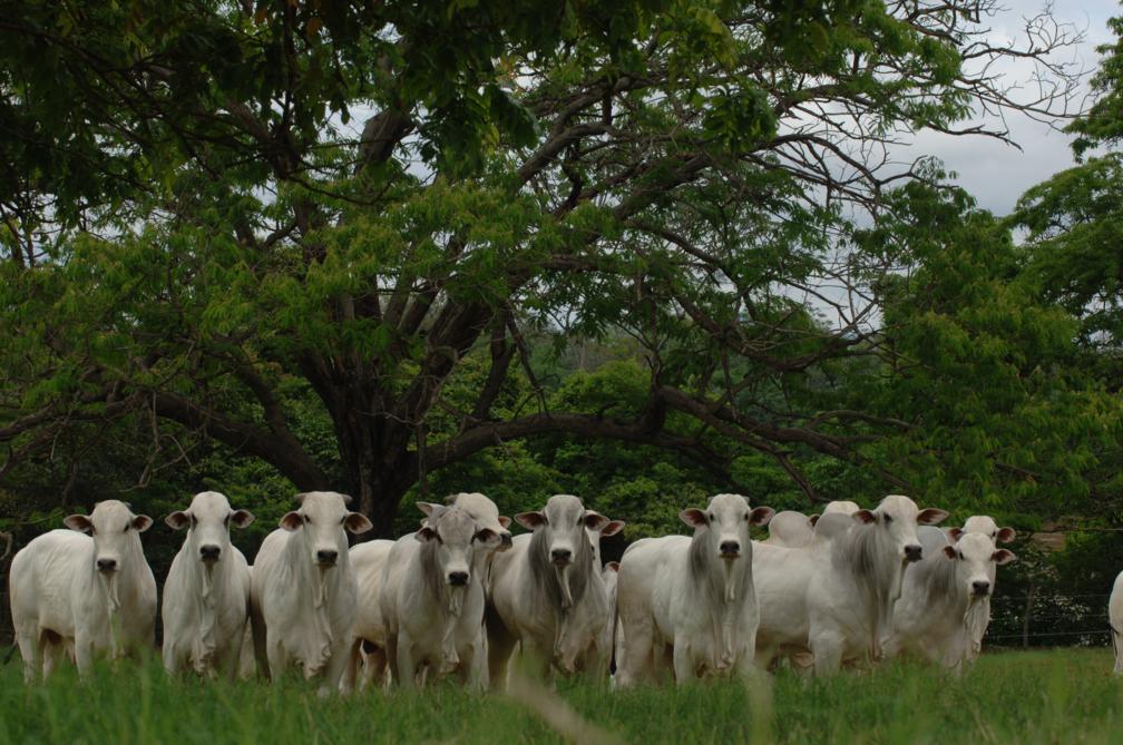 Fazenda encurta o ciclo de produção com genética aliada à nutrição