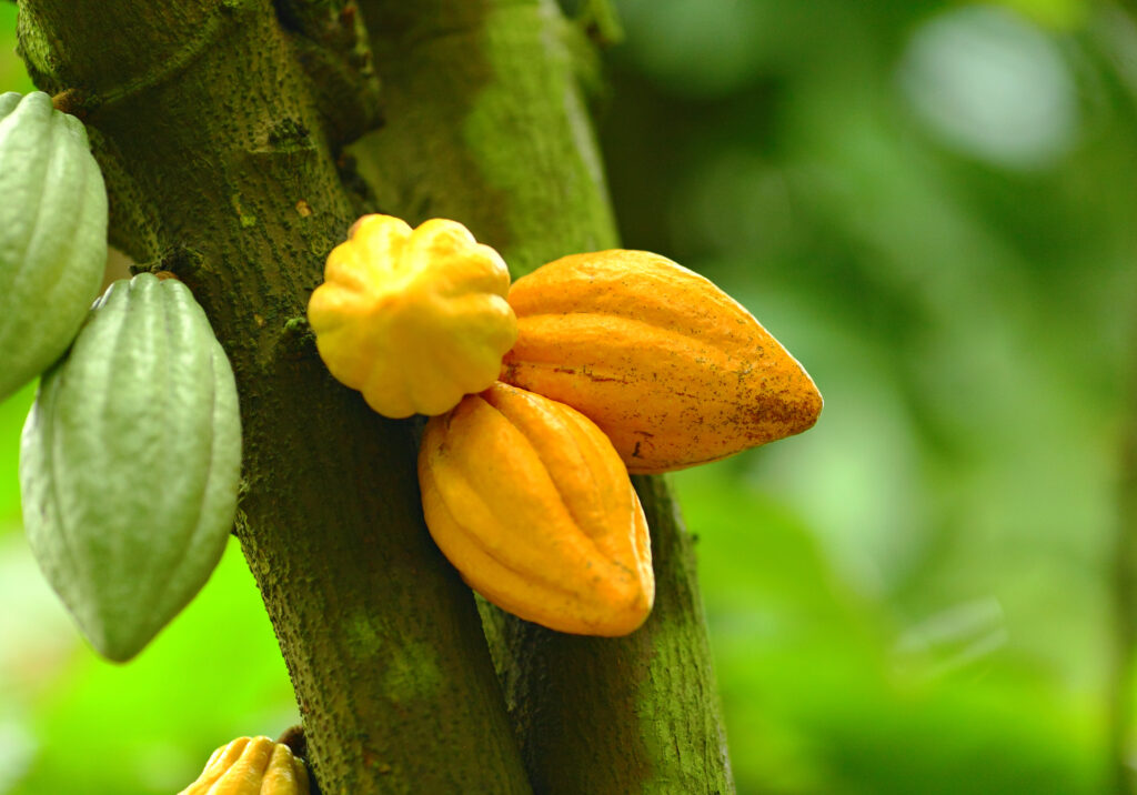 O potencial da bioeconomia do Pará