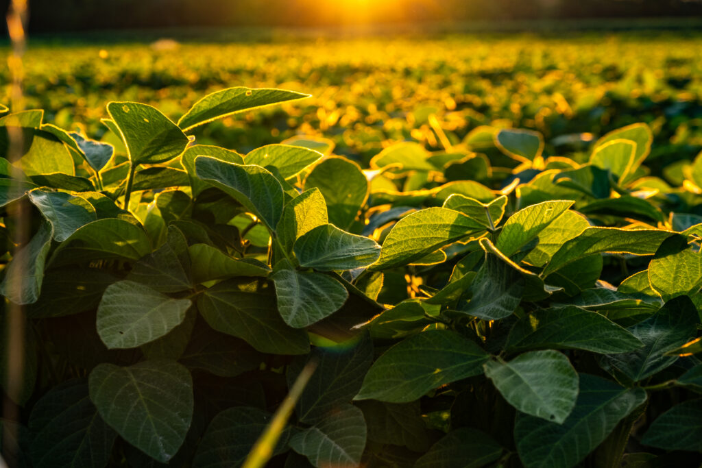 Closeup of green leaves of soybean plant.