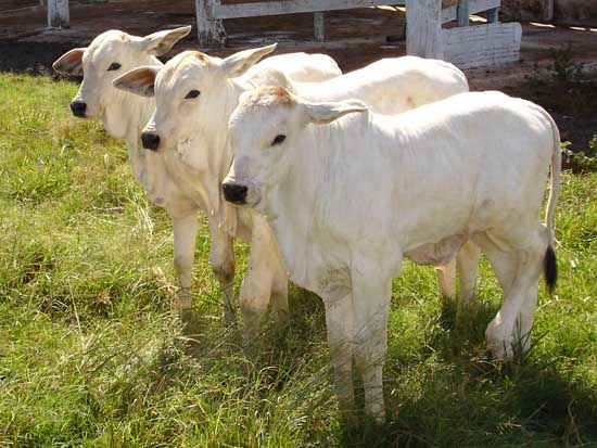 Carrefour and CNA launch protocol for sustainable calf production