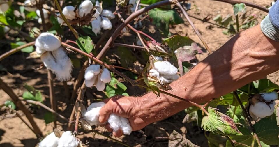 Projeto Algodão Sustentável gera inclusão no Cerrado Mineiro