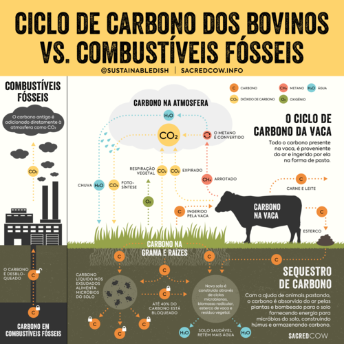 Ciclo De Carbono | Planeta Campo