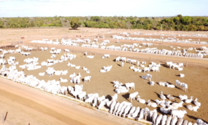 Tecnologia, pesquisa e apoio a produtores ajudam JBS a ser Net Zero