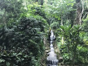 Serviço Florestal realiza oficina para aprimorar dados do Inventário Florestal Nacional