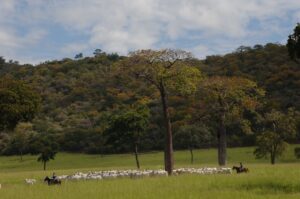 Metano da pecuária é eliminado da atmosfera mais rápido que CO2