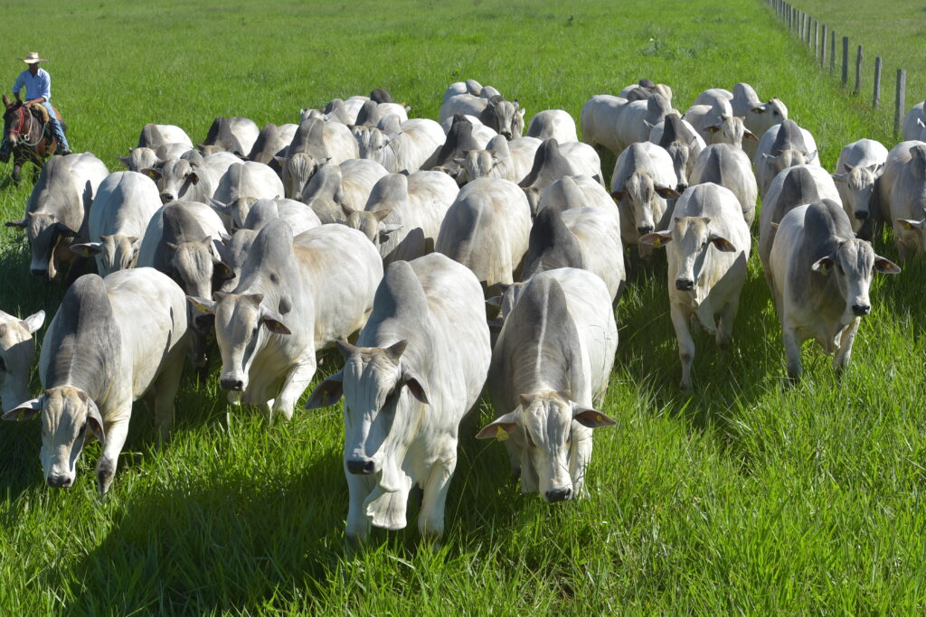 Fórum apresenta soluções para o metano na pecuária