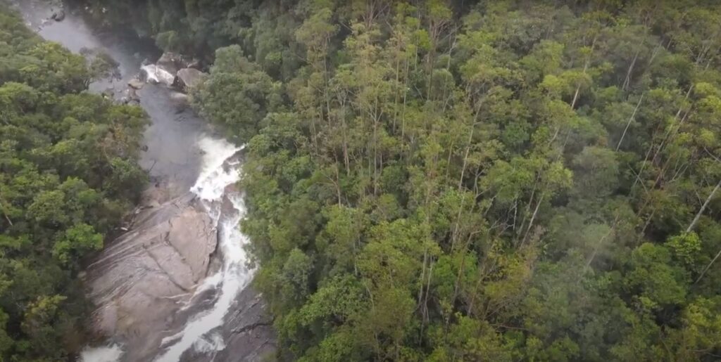 Mata Atlântica abriga mais da metade dos animais ameaçados de extinção no Brasil