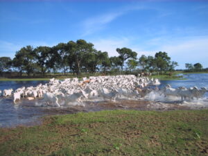 Jantar beneficente pretende arrecadar R$ 600 mil para a campanha Ajuda Pantanal