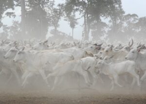 Pecuaristas aderem aos selos de boi sustentável e orgânico do Pantanal