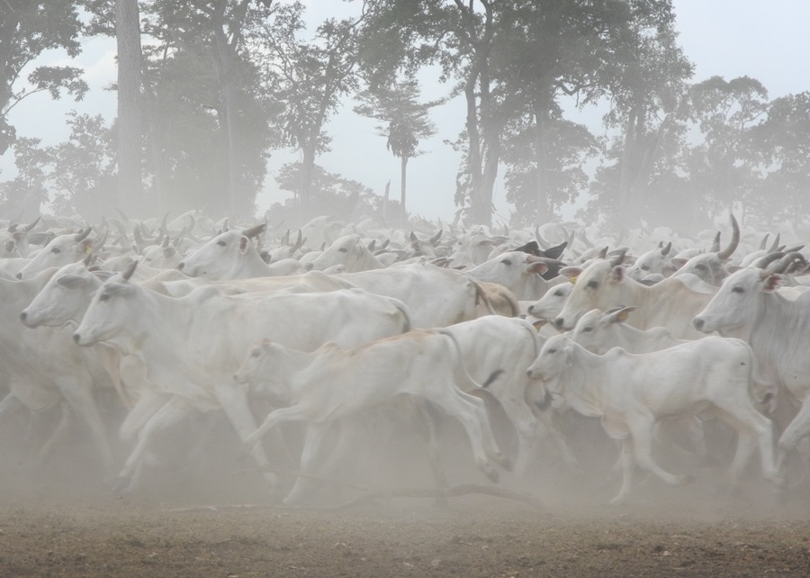 Ranchers increase by 200% organic meat production in the Pantanal