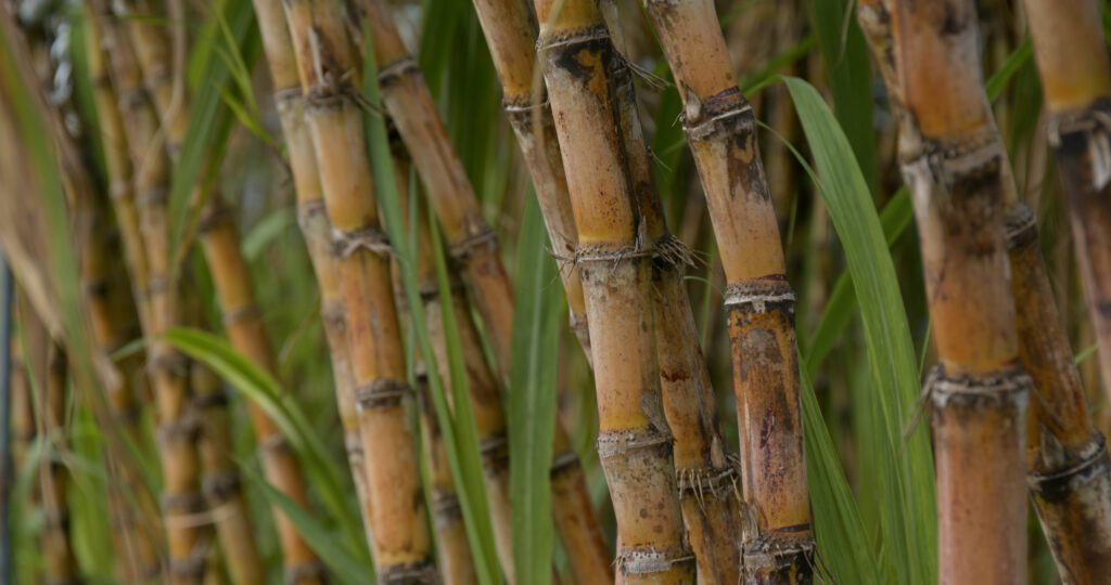 Estudo revelará contribuição dos produtores de cana-de-açúcar para a economia