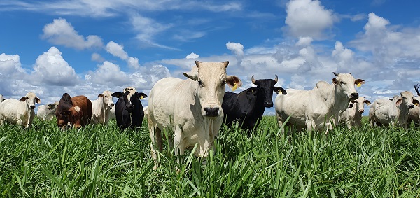 Embrapa shows low carbon livestock protocols in the US