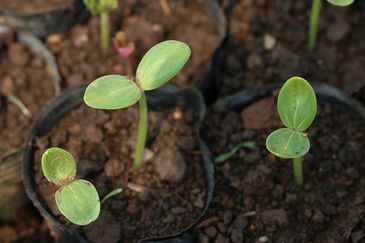 Mapa registra mais 20 defensivos de controle biológico, incluindo produtos para uso na agricultura orgânica