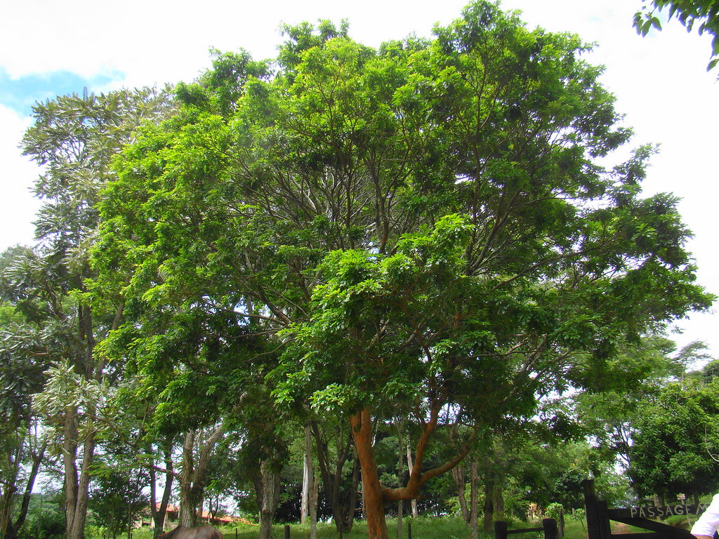 reflorestamento - pau brasil