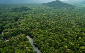 Brazil offers 1st forest area for concession in the Amazon