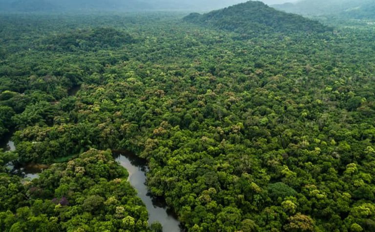 Governo abre 1º edital para concessão de floresta pública no Amazonas