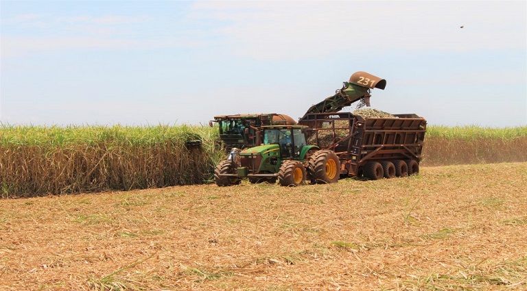 Cana Foto 4 | Planeta Campo