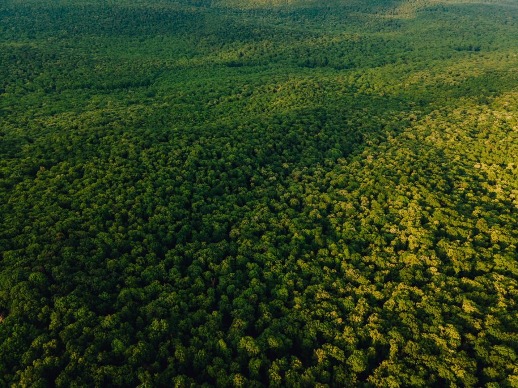 Brasil Lidera Produção Sustentável Com Efeito Poupa-Florestas, Reserva