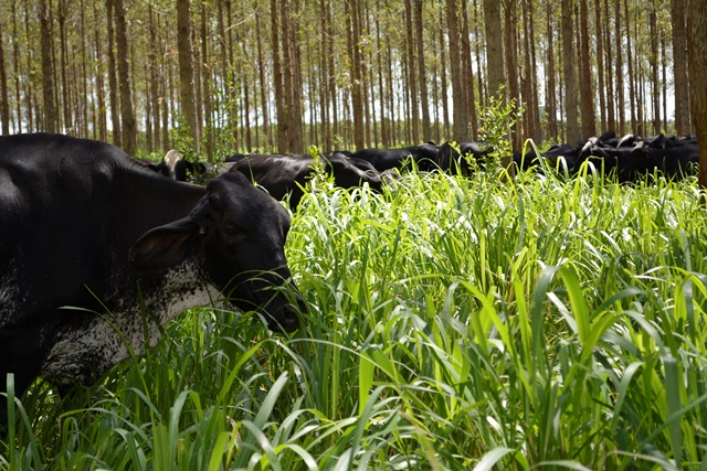 Recuperação de pastagens degradadas amplia produtividade por hectare na pecuária