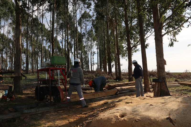 Integração Pecuária Floresta Diversifica Rendimento Da Produção