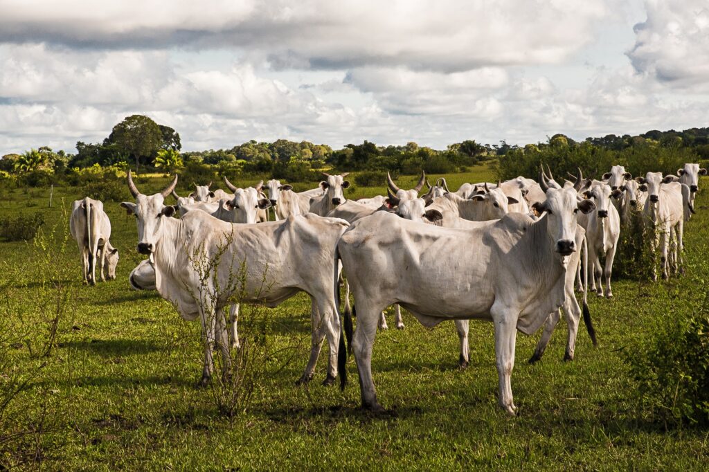 MS cria selo de sustentabilidade com projetos inovadores de Carbono Neutro