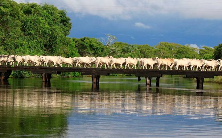 Pecuária expansiva no Pantanal