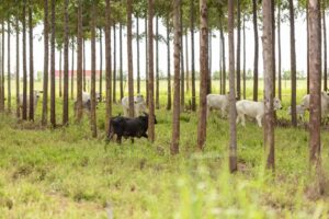 Plano Safra auxilia no fomento da sustentabilidade agrícola brasileira