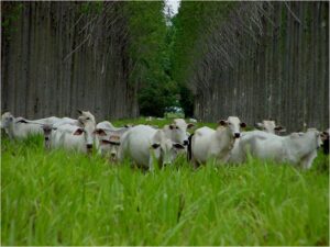 JBS cria programa de sustentabilidade para aumentar produtividade de pequenos pecuaristas