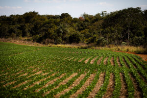 Projeto leva assistência técnica a 4,8 mil produtores do Cerrado