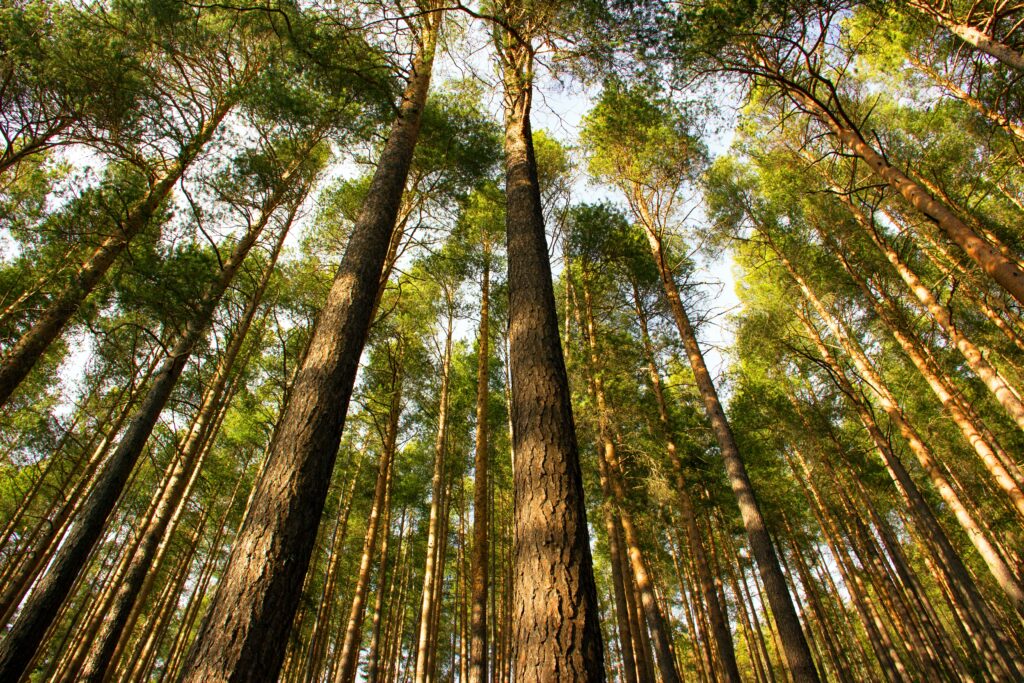 Câmara aprova projeto que cria a Campanha Junho Verde