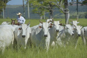 UE quer exigir desmatamento zero e dificultar regras à carne brasileira