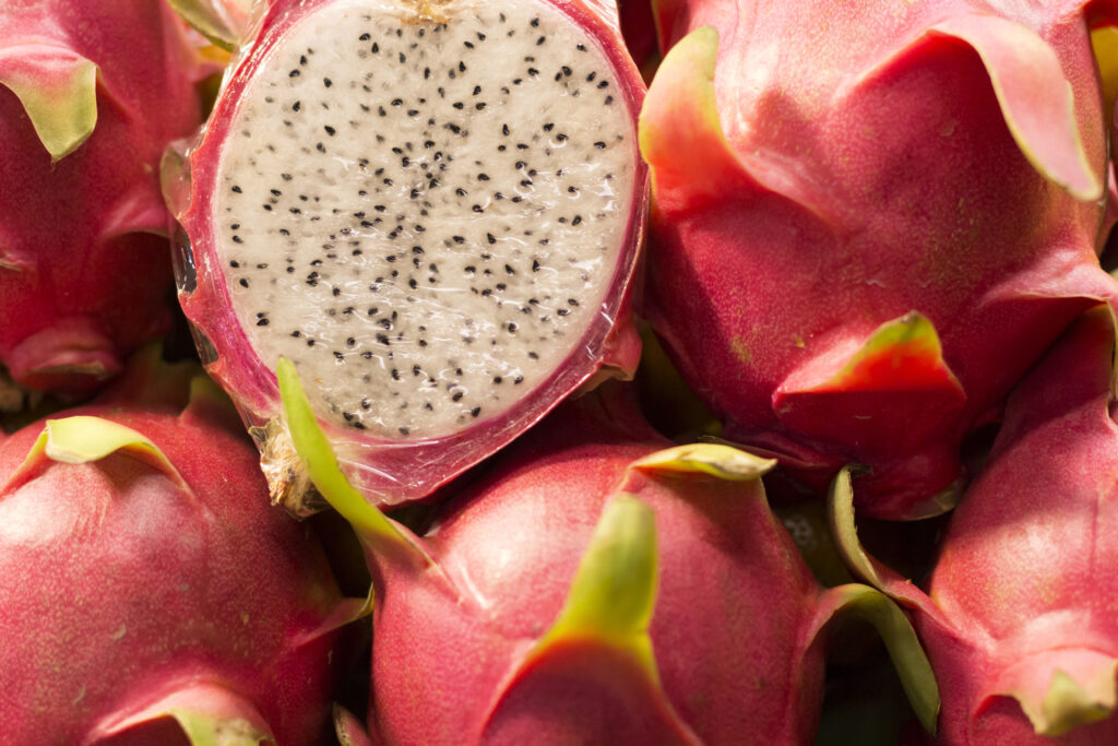 Epagri Lança Publicação Para O Cultivo Sustentável De Pitaya