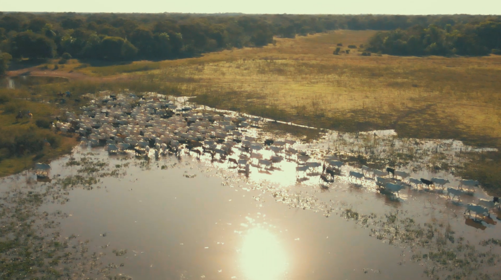 Carne Orgânica Do Pantanal: Saiba Como A Produção Acontece